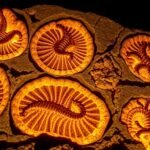 Fossiles anciens sur une pierre avec détails fascinants.