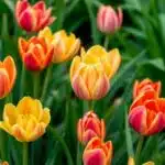 Fleurs à bulbe colorées dans un jardin luxuriant.
