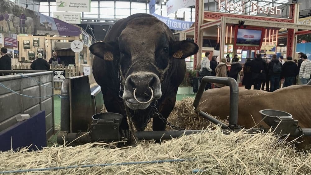 salon de lagriculture 2026 la dermatose nodulaire prive levenement de ses bovins